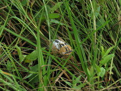 Megatibicen dealbatus