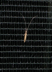 Oecetis