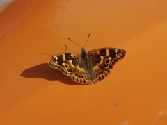 Apatura ilia