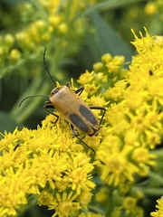 Chauliognathus pensylvanicus
