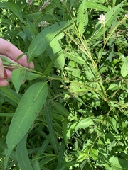 Persicaria pensylvanica