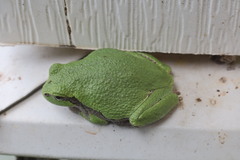 Hyla versicolor