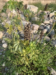 Ricinus communis