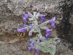 Anthidium manicatum