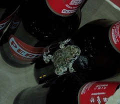 Bufotes viridis viridis