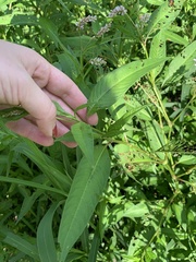 Persicaria pensylvanica