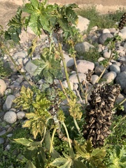 Ricinus communis