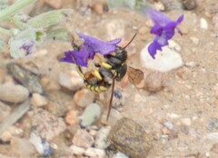 Anthidium manicatum