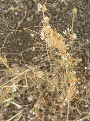 Cuscuta
