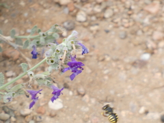 Anthidium manicatum