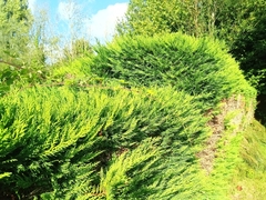 Cupressaceae