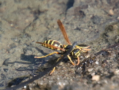 Polistes dominula