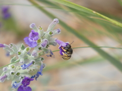 Anthidium manicatum