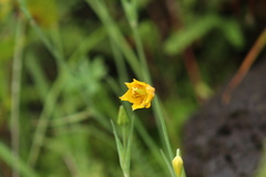 Calochortus barbatus