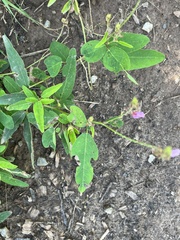 Desmodium canadense