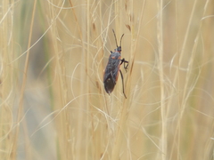 Melacoryphus lateralis