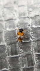 Flavoclypeus andromedus