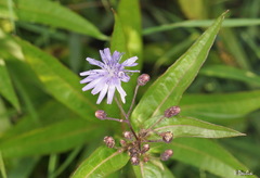 Lactuca sibirica