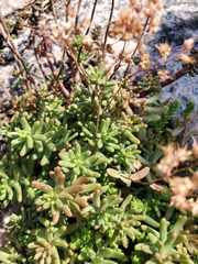 Sedum album