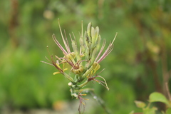 Agavoideae