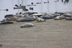 Phoca vitulina richardii