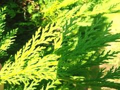 Cupressaceae