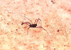 Opiliones