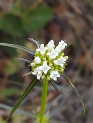 Spermacoce verticillata