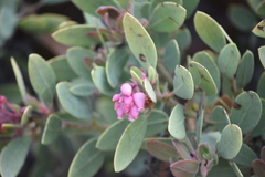 Arctostaphylos pringlei