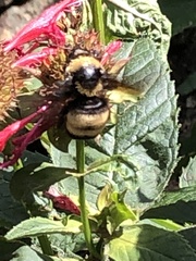 Bombus auricomus
