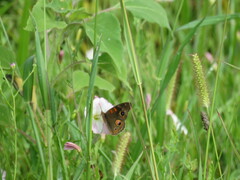 Junonia