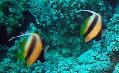 Heniochus intermedius