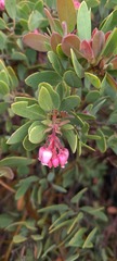 Arctostaphylos pringlei