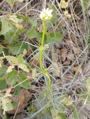 Spermacoce verticillata