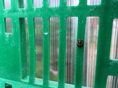 Harmonia axyridis