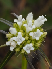 Spermacoce verticillata