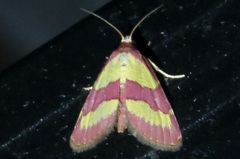 Phoenicophanta bicolor
