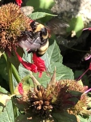 Bombus auricomus