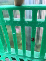 Harmonia axyridis