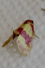 Phoenicophanta bicolor
