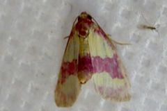 Phoenicophanta bicolor