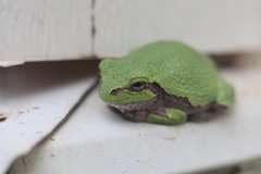 Hyla versicolor
