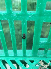 Harmonia axyridis