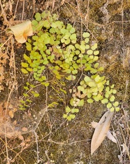 Adiantum jordanii