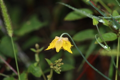 Calochortus barbatus