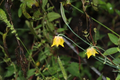 Calochortus barbatus