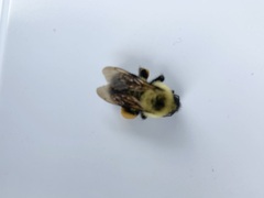 Bombus bimaculatus