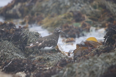 Arenaria melanocephala