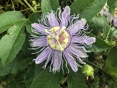 Passiflora incarnata