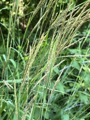 Poaceae
